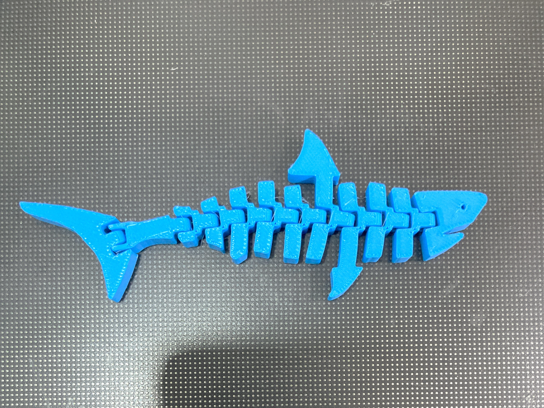 Articulated shark / Tiburón articulado