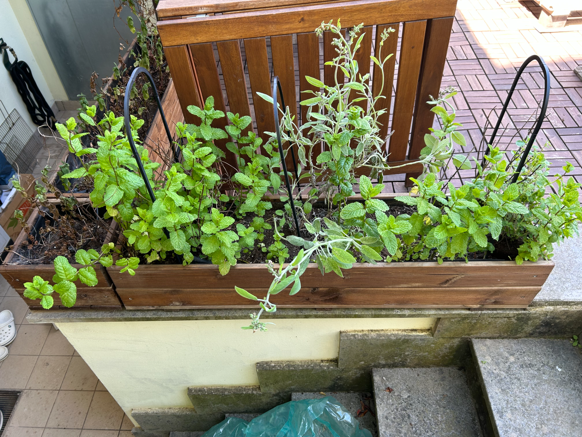 Plant Winter Cover