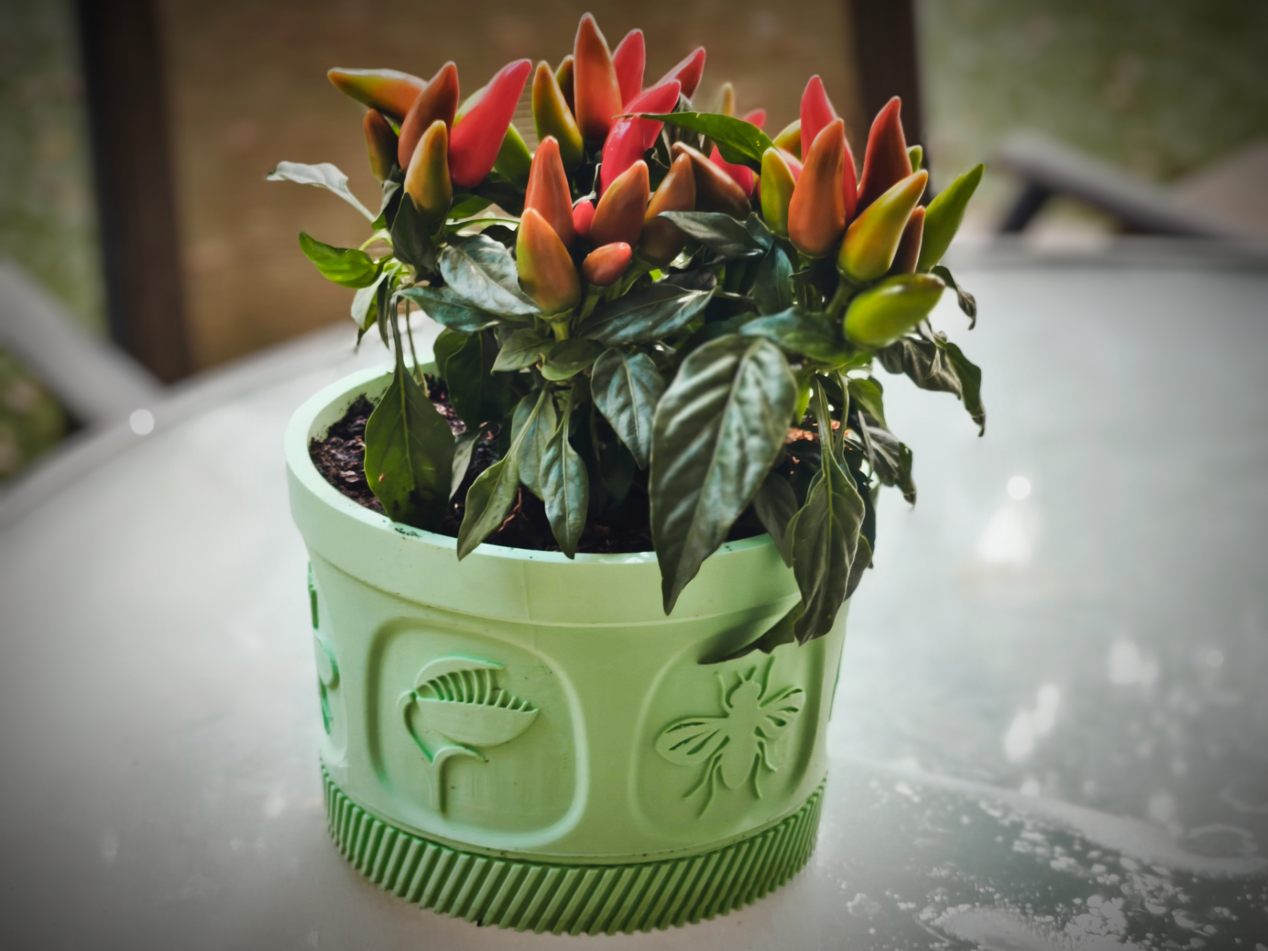 Venus Flytrap Planter
