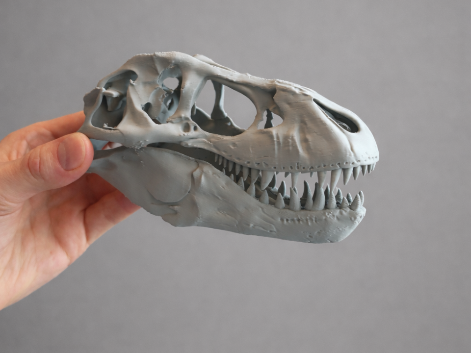 Rex skull