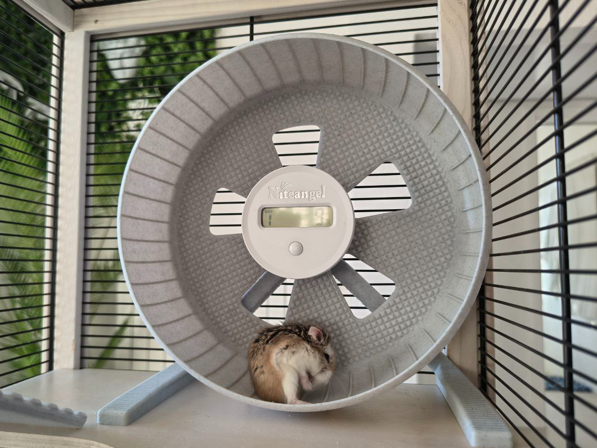 The Best Quiet Comfort Hamster Wheel 21cm