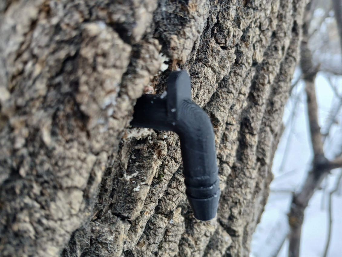 tap 4 maple syrup[