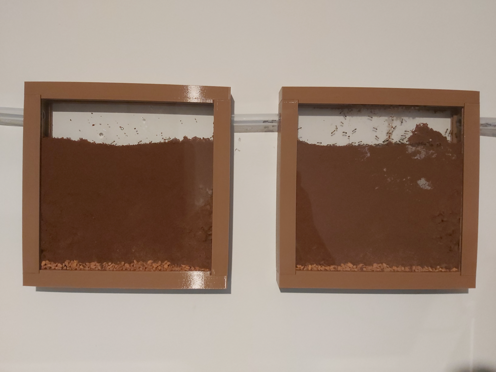 ColonyForge Formicarium