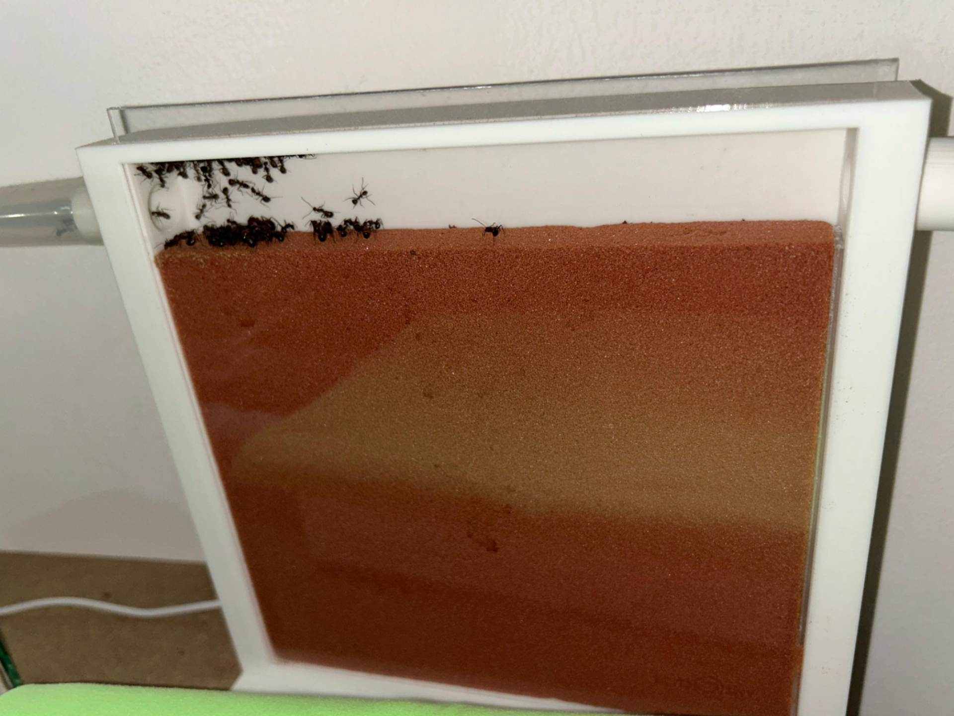 Formicarium stehend