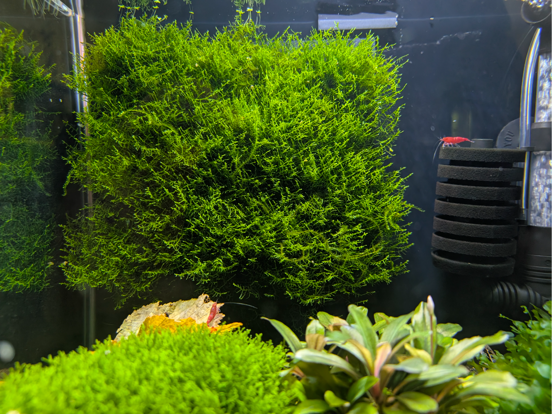 Mooshalter Aquarium