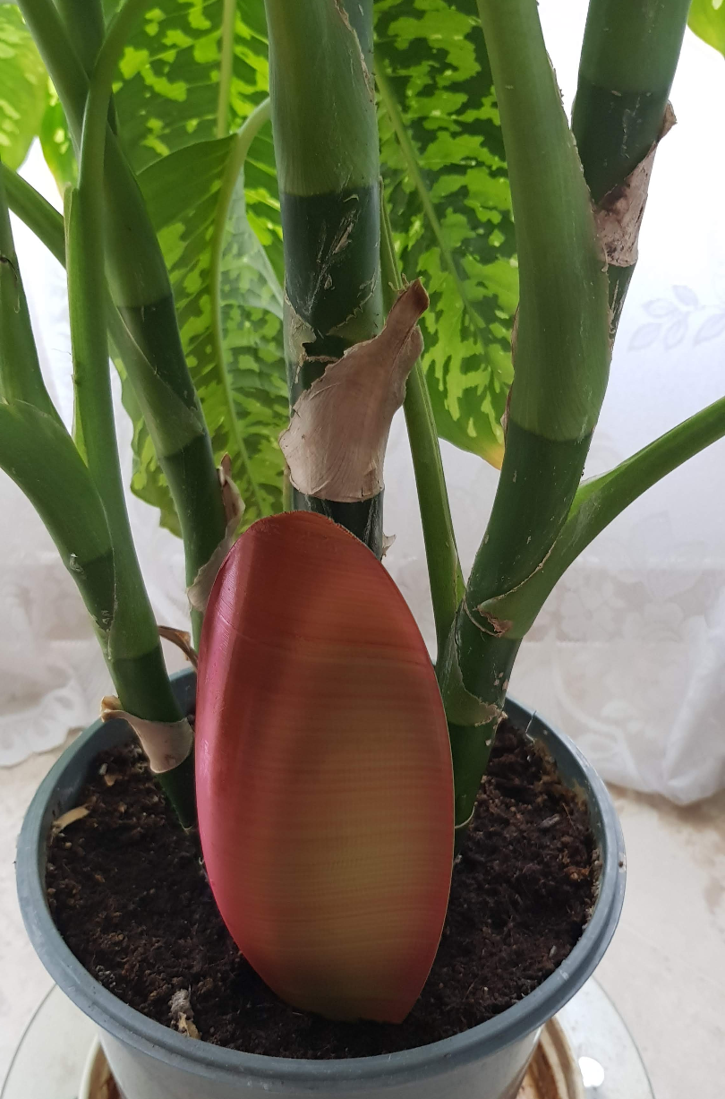 Alien seed - watering can
