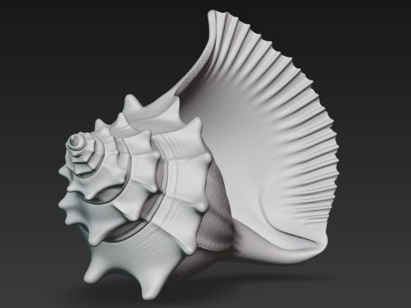 Spiral Conch Shell Ocean Shell – Oceanic Art Shell