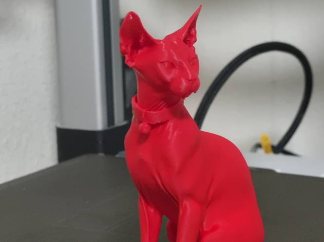 Sphynx cat