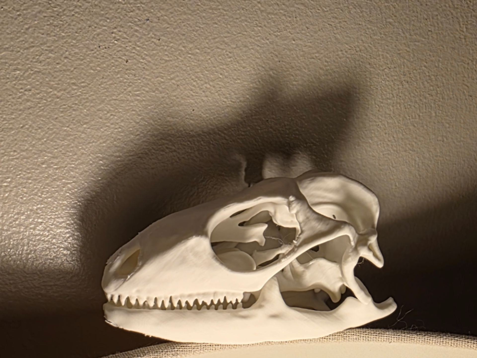 Iguana Skull