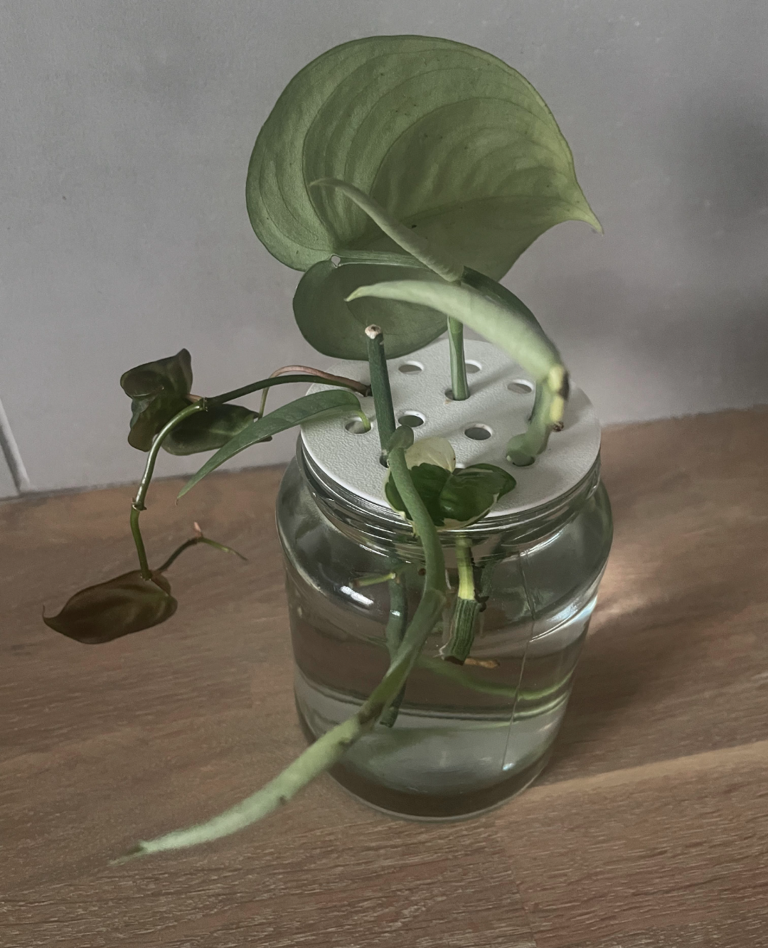 Plant Reproduction (offsprings growing roots)
