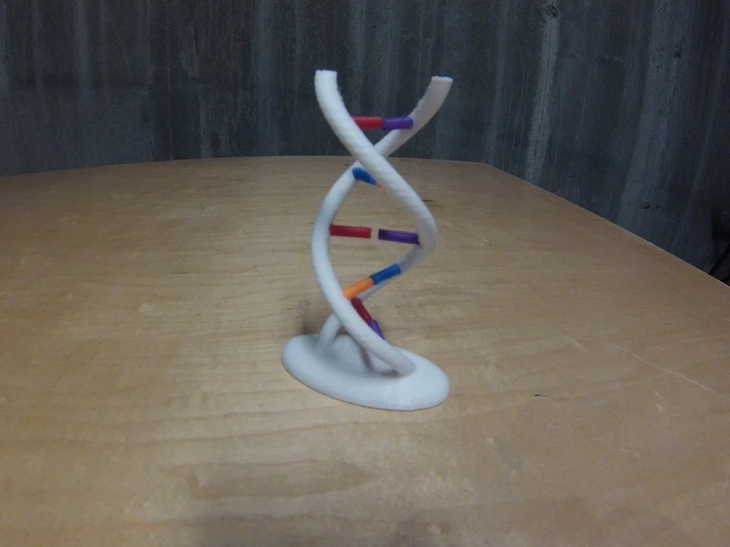 Interactive DNA Model