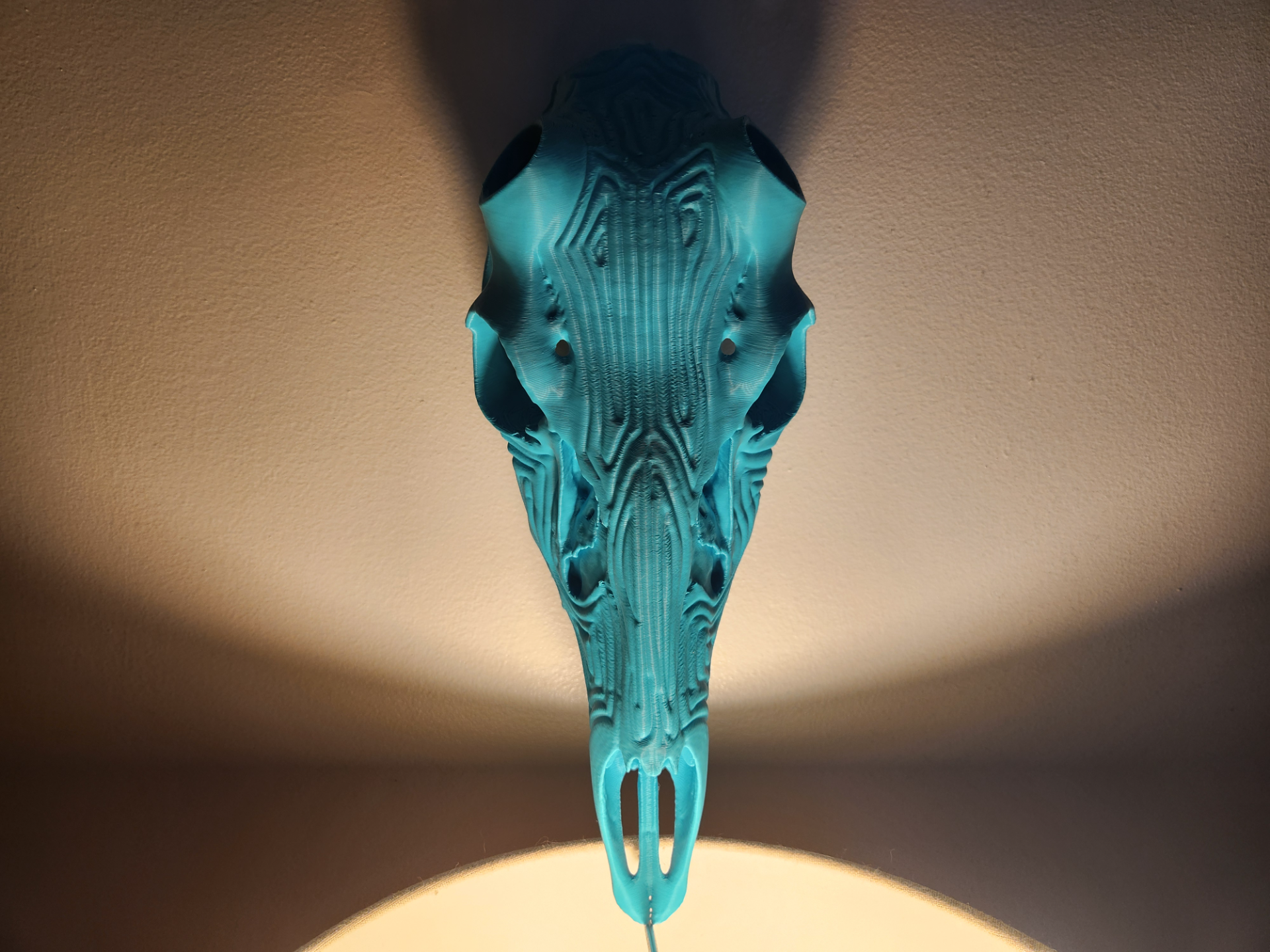 "Groovy" Deer Skull Antler Mount