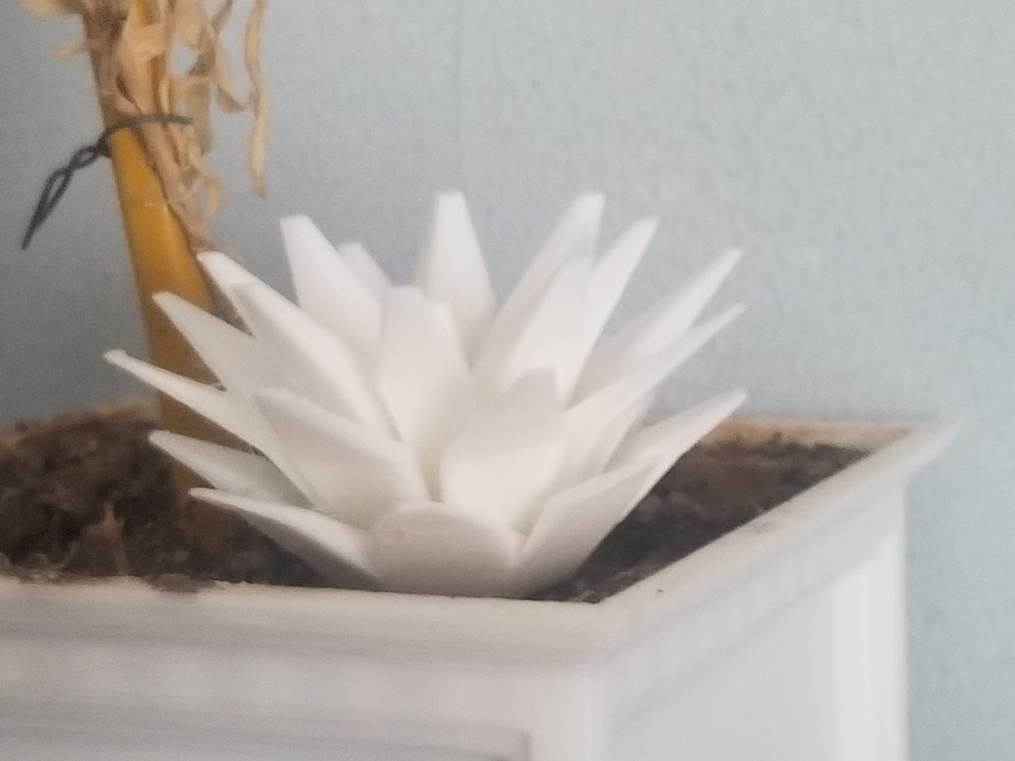 No Support Succulent Plant