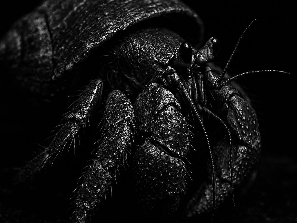 Hueforge Hermit Crab