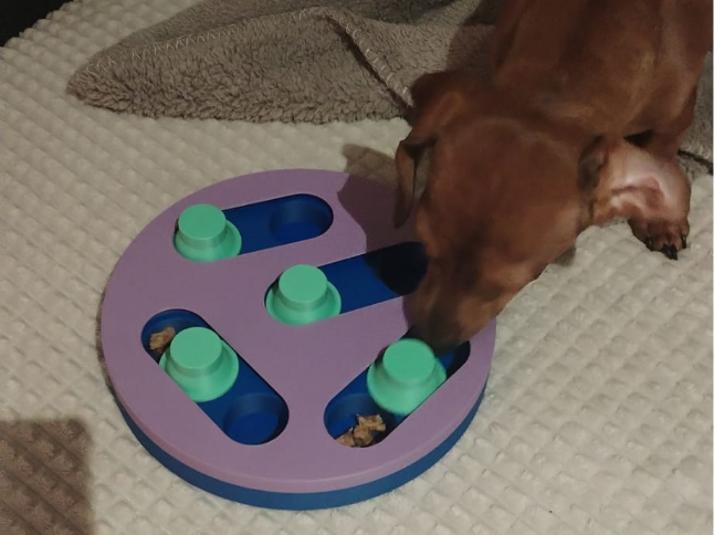 Hunde und Katzen Spielzeug