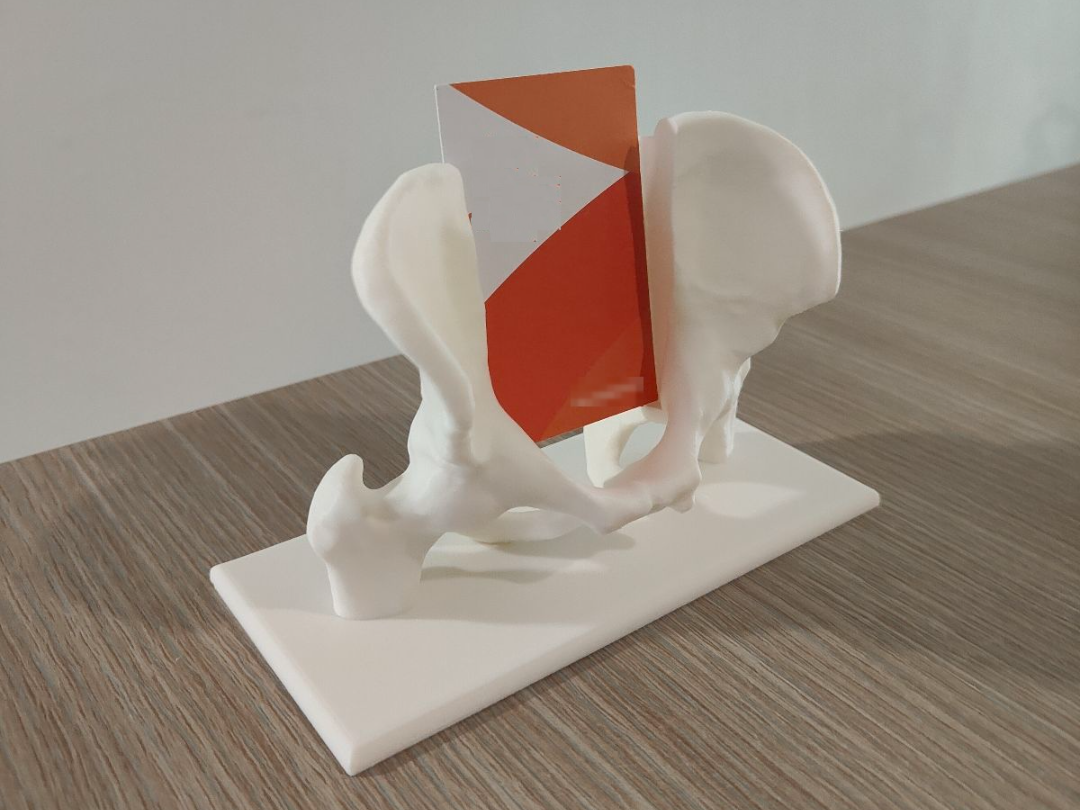 Pelvis Business Card Holder