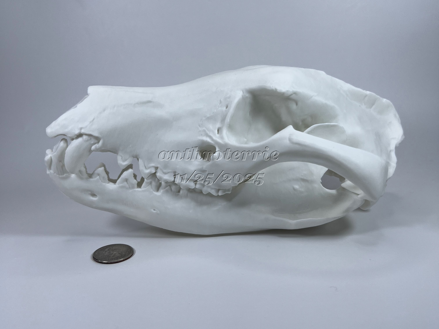 Tasmanian Tiger, Tasmanian Wolf, Thylacine