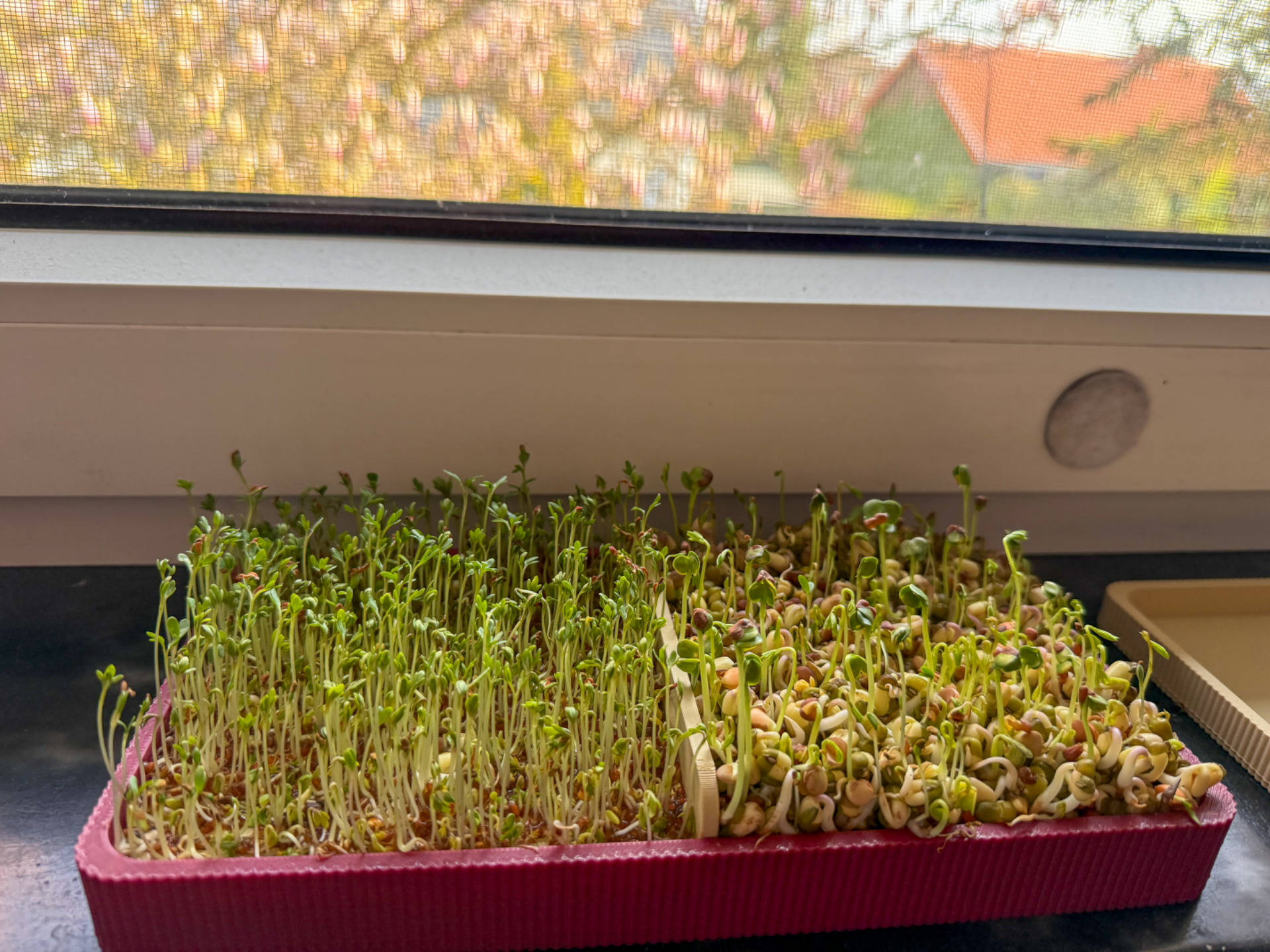 XL Mini Garten für Microgreens & Kresse