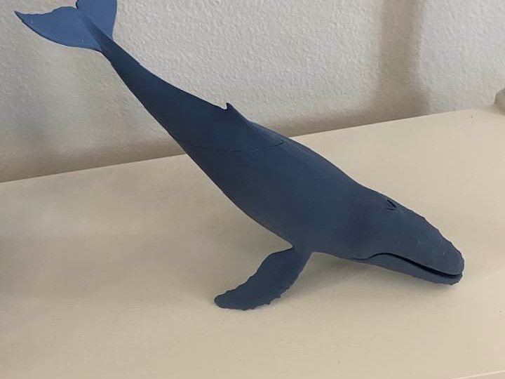 Humpback Whale.
