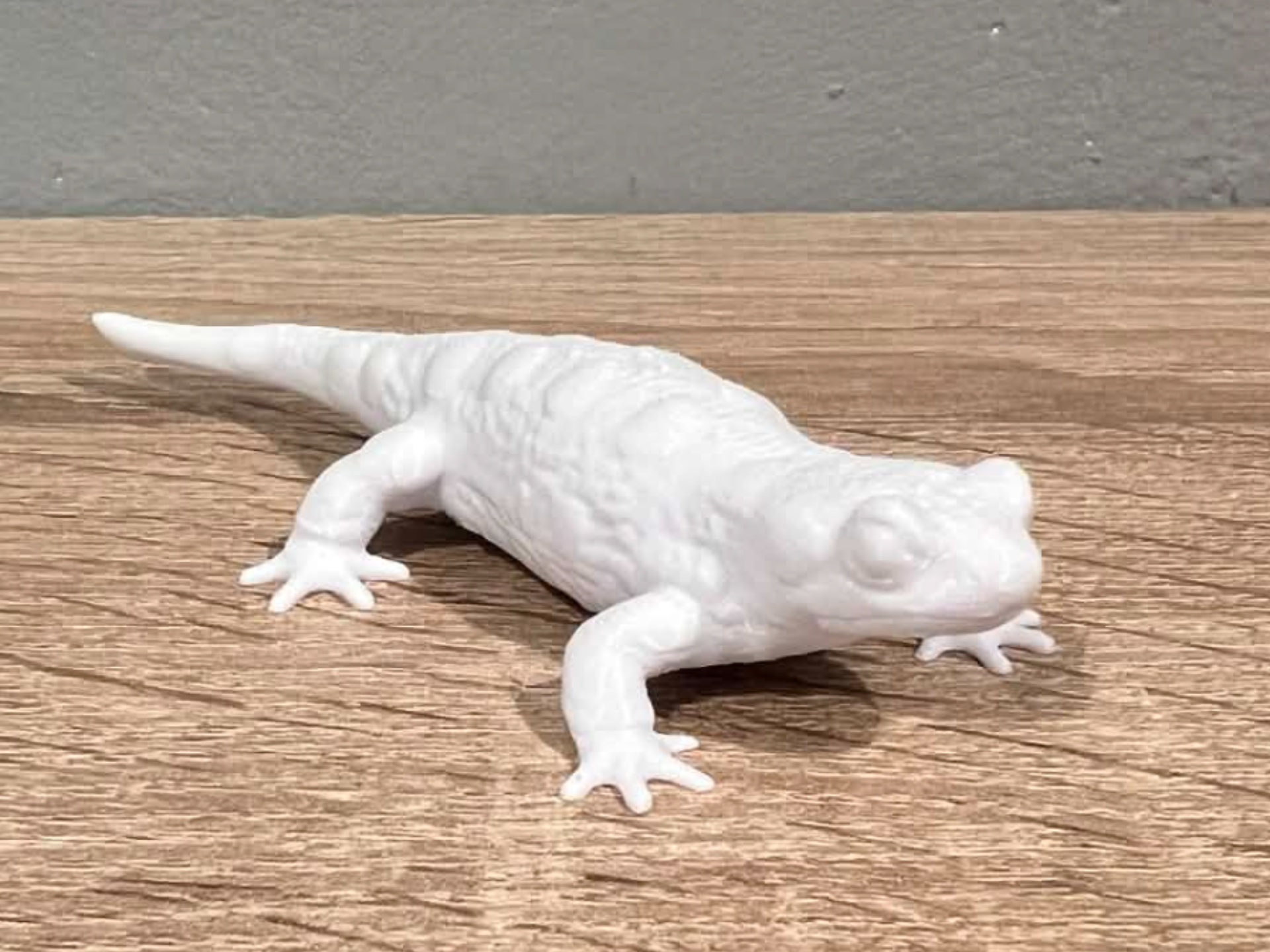 Salamander / Newt /  Eft - Animal