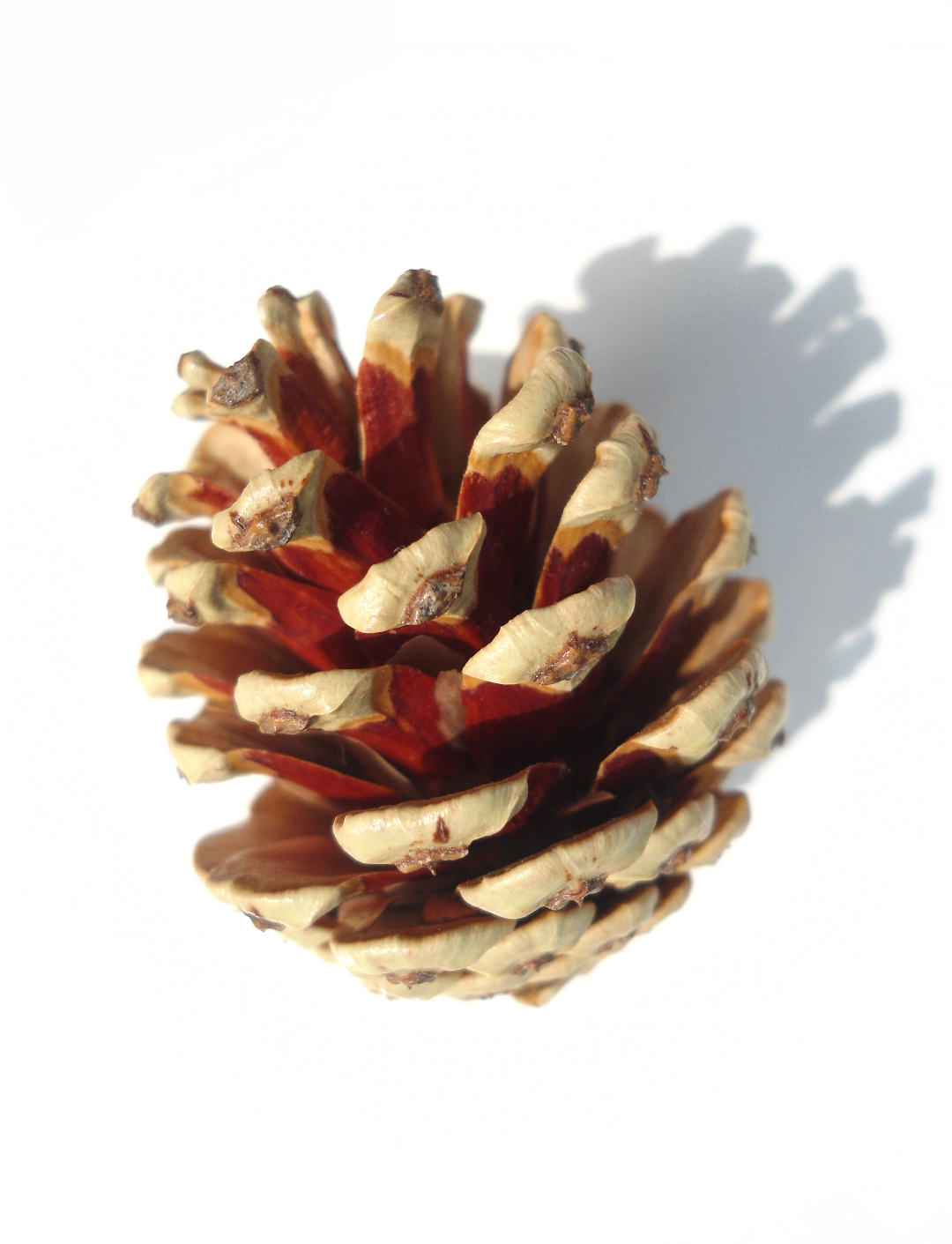 Pine Cone Lithophane - 3D Wall Art or Ornament