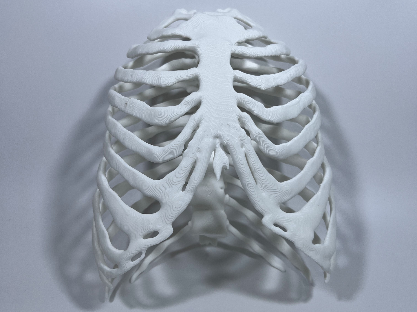Rib Cage with Sternum