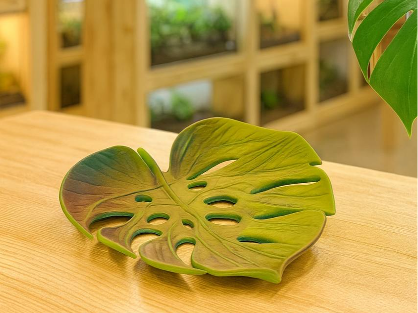Monstera Schale