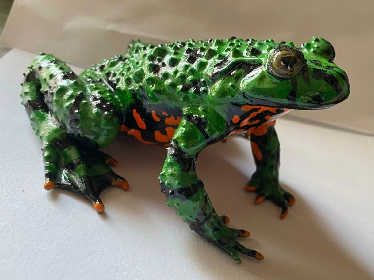 Warty Fire-Bellied Toad