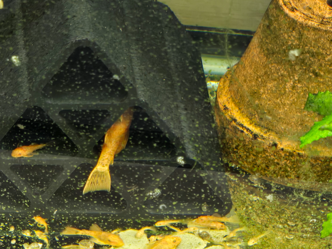 Pleco Hotel