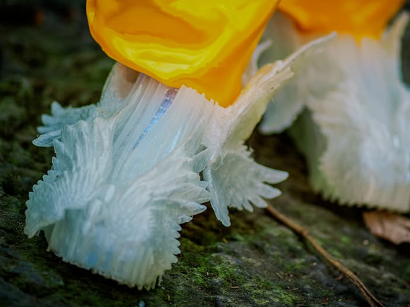 Avian Shoes - TPU
