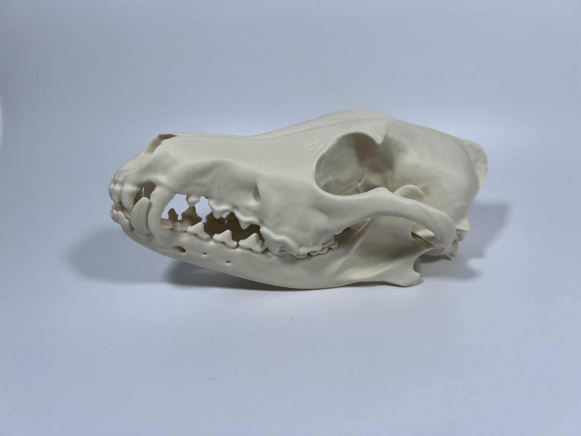 Coyote Cranium and Mandible