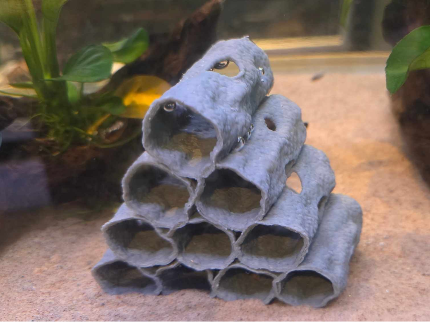 Fish/shrimp  hide