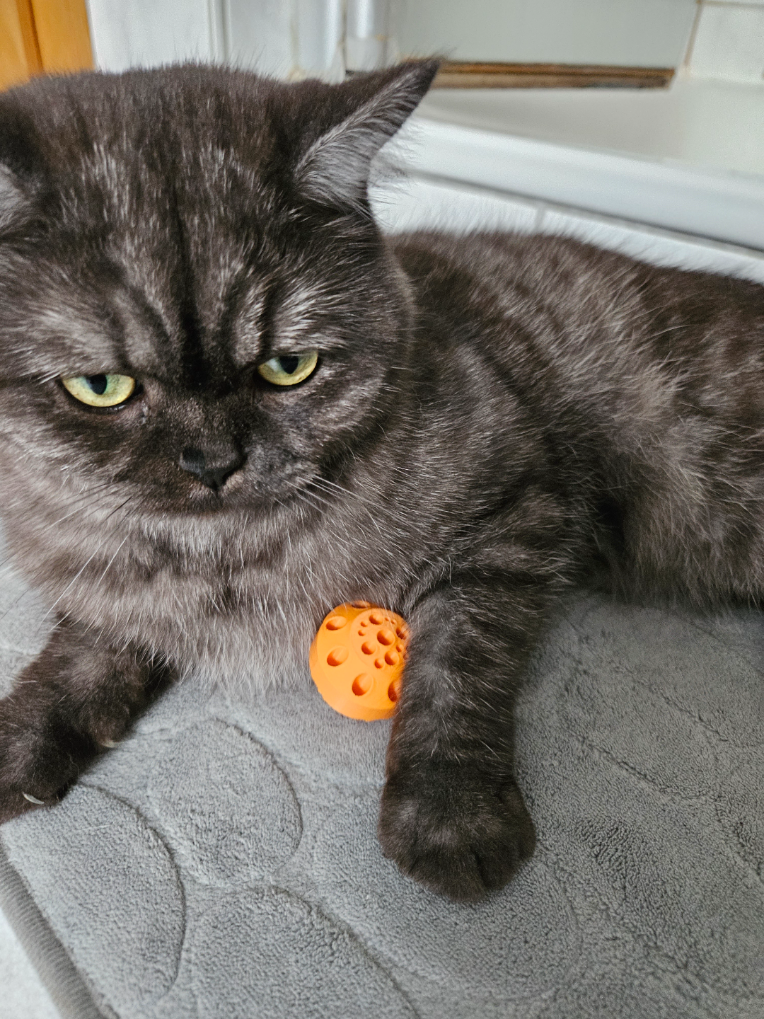 Simple toy for cats and dogs without annoying tinkling / Tierspielzeug ohne nerviges Gebimmel