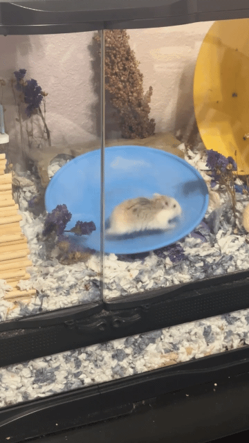 Hamster Flying Saucer