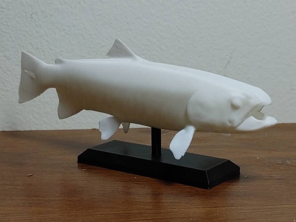 Rainbow Trout Fish Mount 2