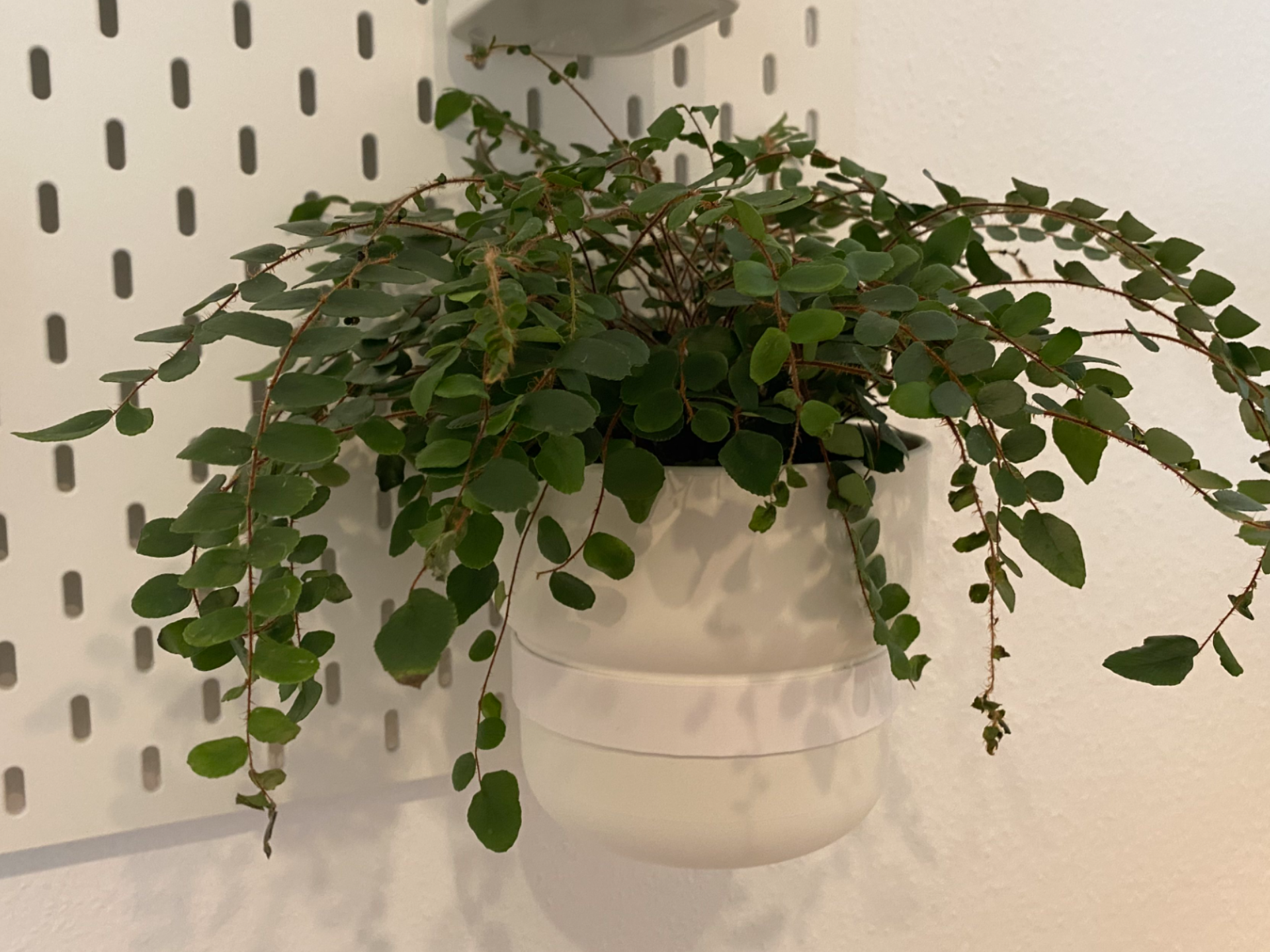 IKEA Skadis Halterung FÖRENLIG 12cm