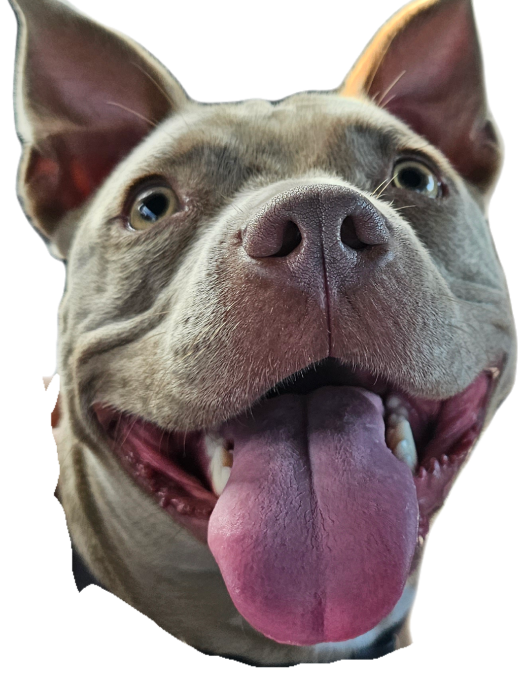 Holly the Itty Bitty Pitty