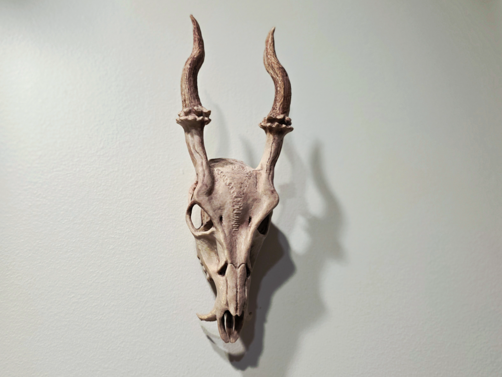 Muntjac Skull Wall Hang