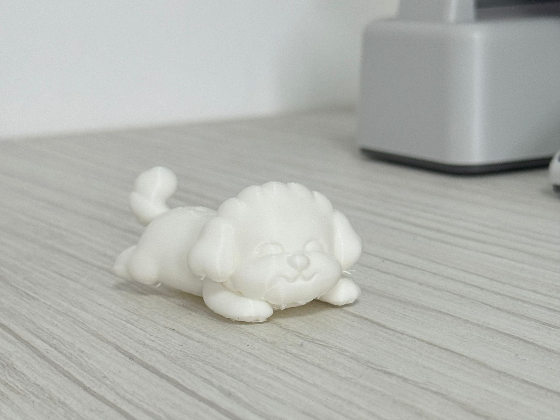 Cute Poodle