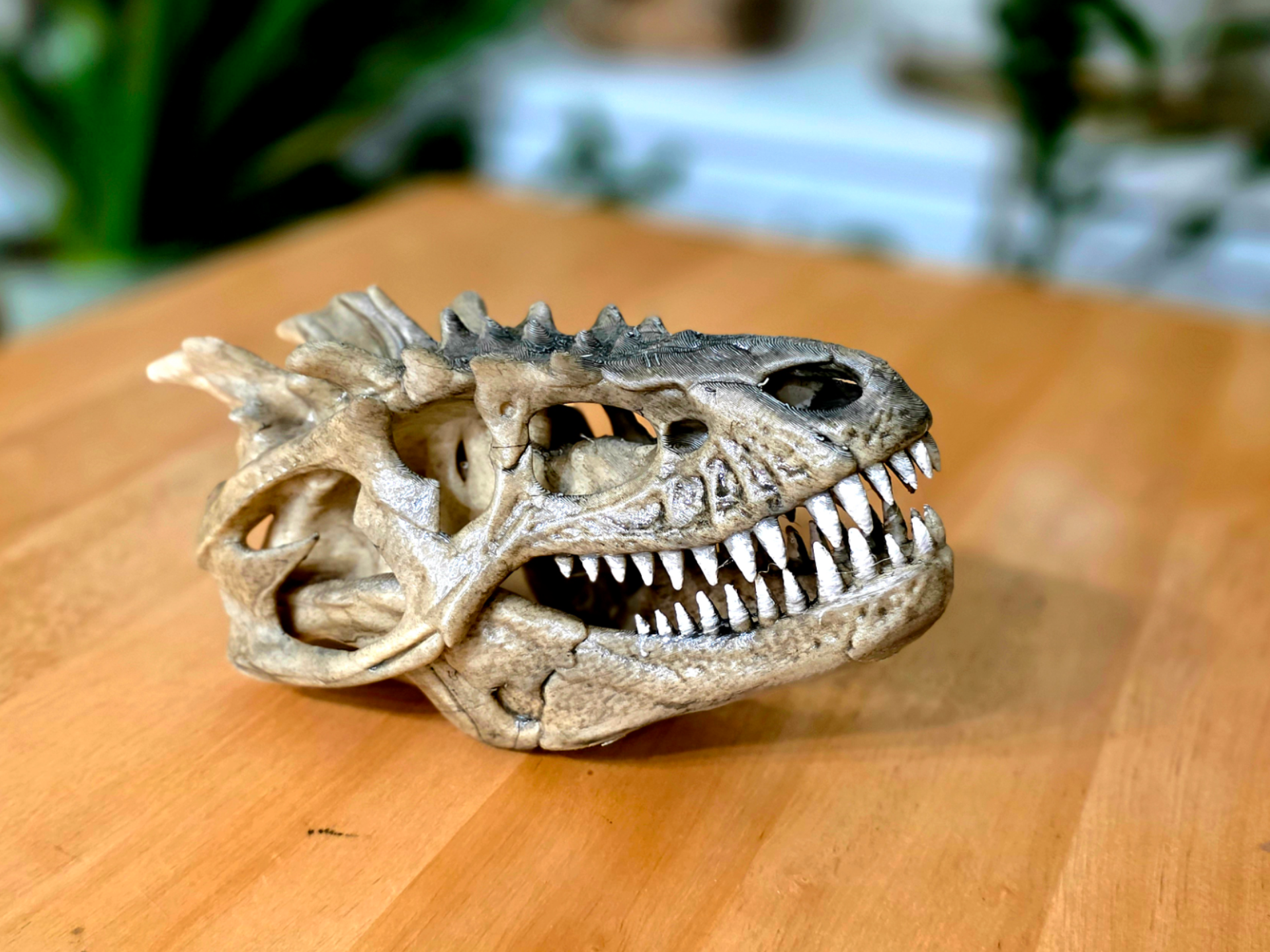 Dinosaur Skull Exhibit