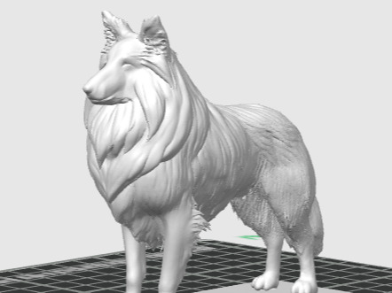 Shetland Sheepdog