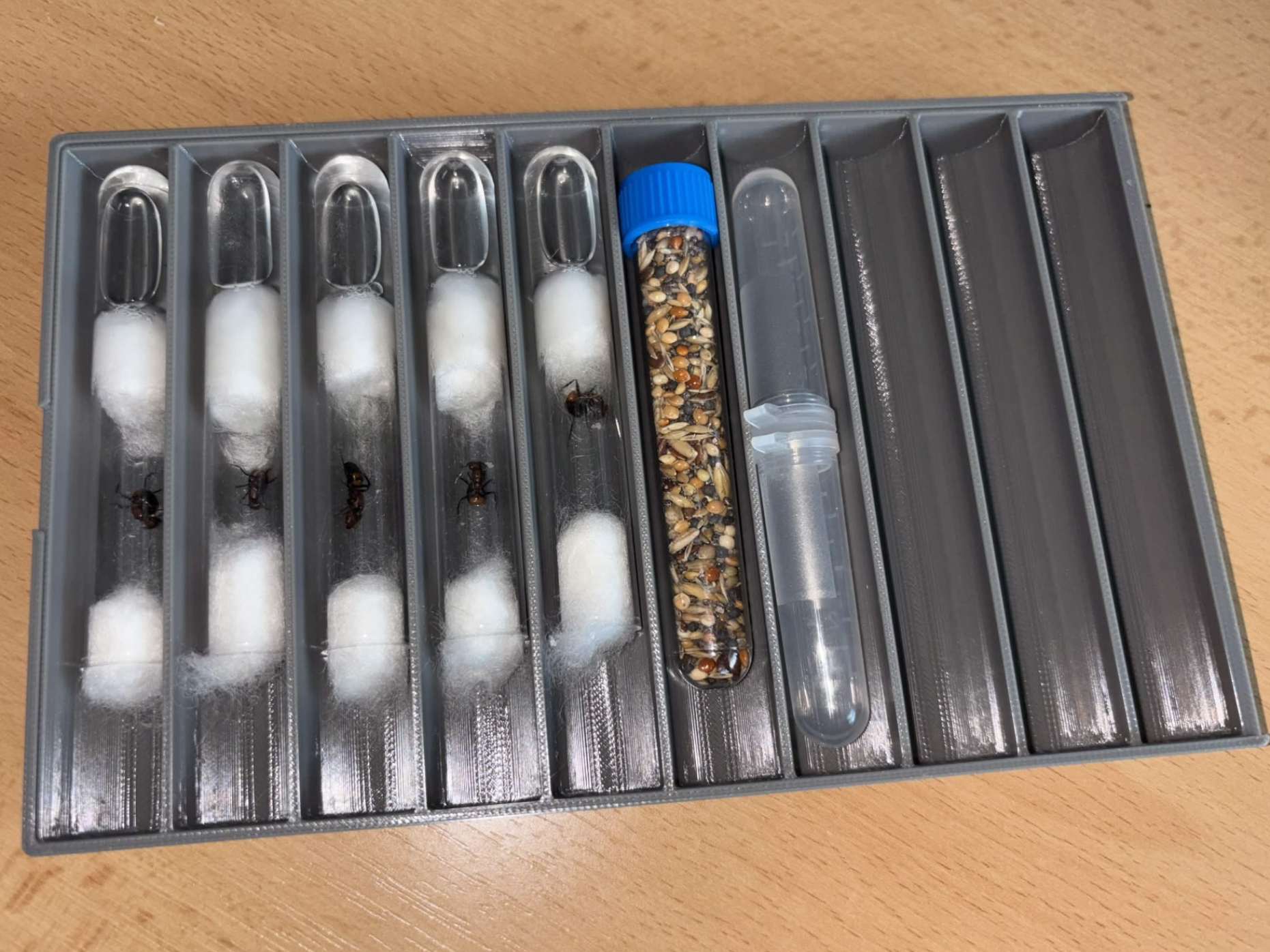 Ant Queen Rack & Display Stand