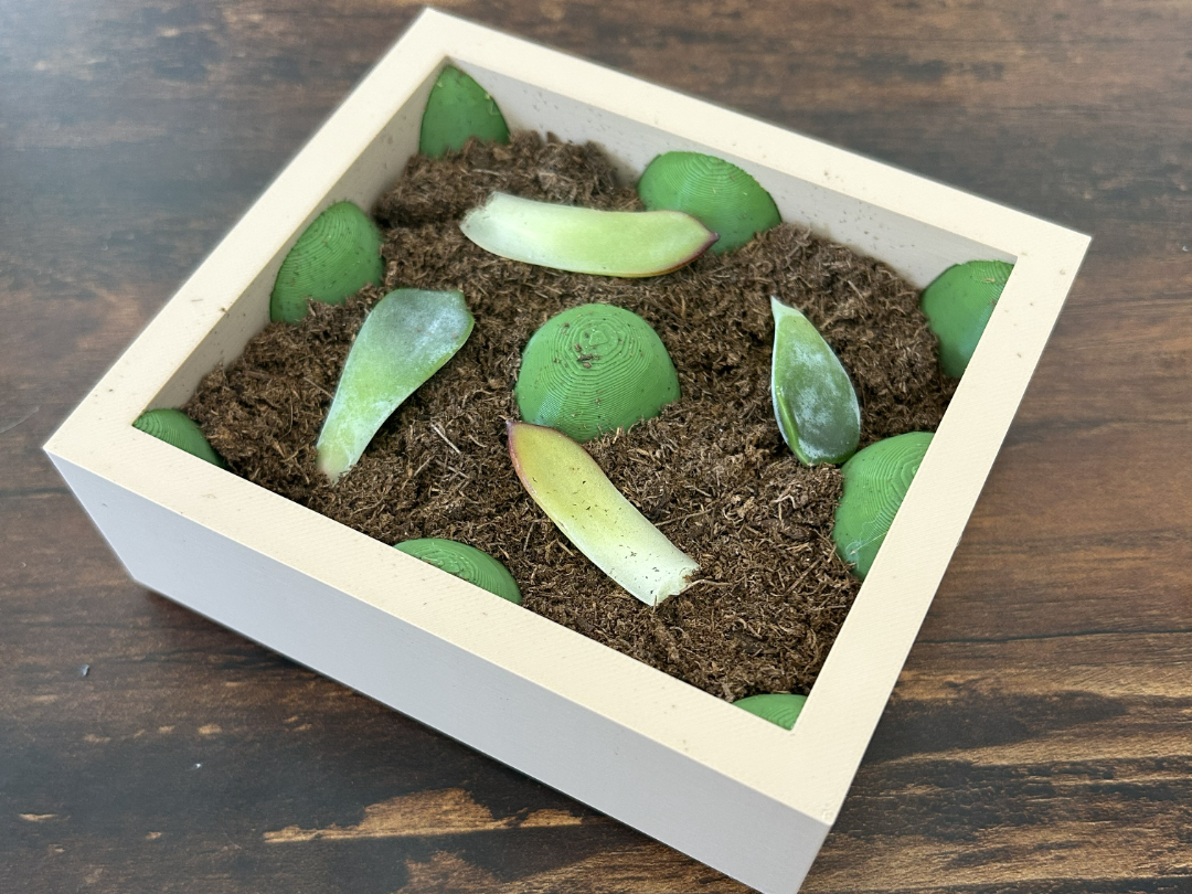 Succulent Propagation Tray Small