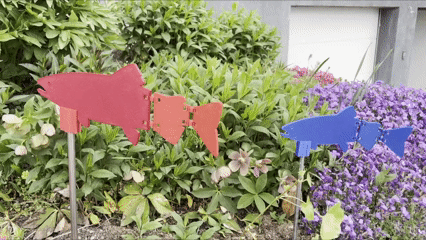 Garten Fische