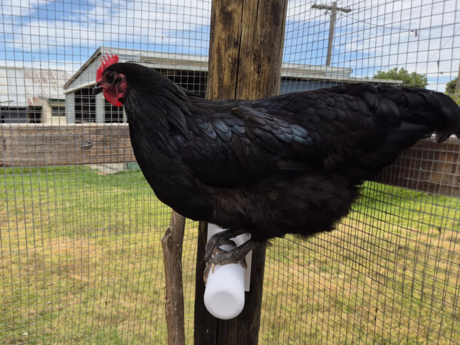 Chicken Run Roosting Bar / Perch
