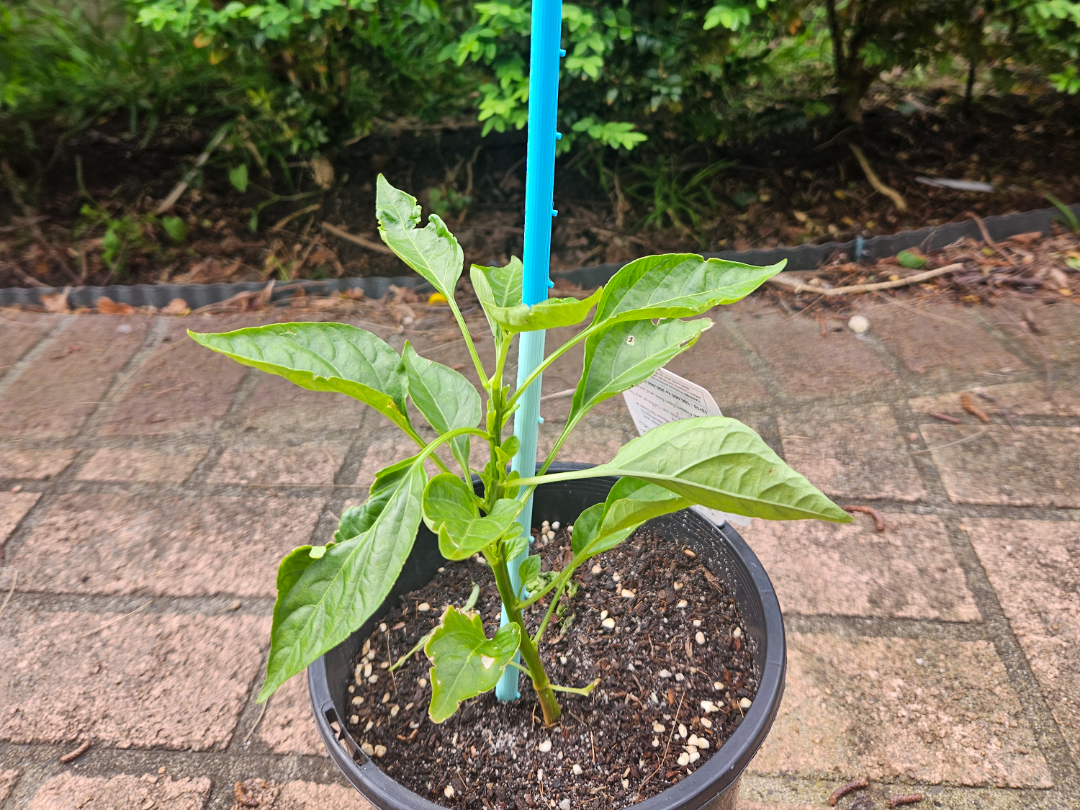 Garden Plant Stake Support