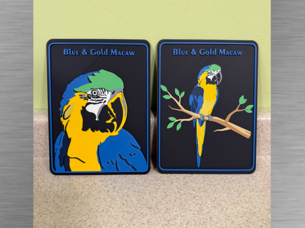 Exotic birds-Parrot -Blue & Gold Macaw