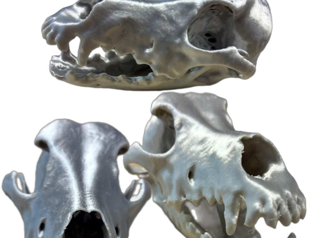 Cráneo mestiza de Galgo TAC - CT Scan