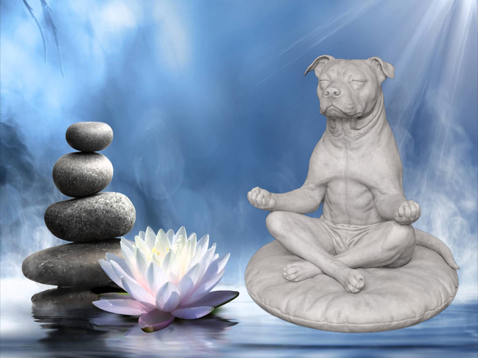 Zen Dog - Amstaff