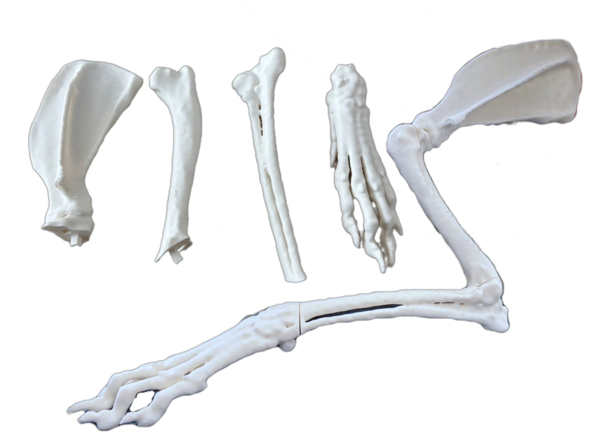 Extremidad anterior perra mestiza de Galgo